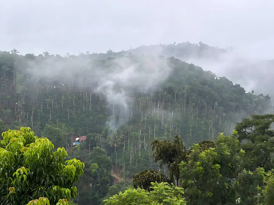 Mist over the coffee estates
